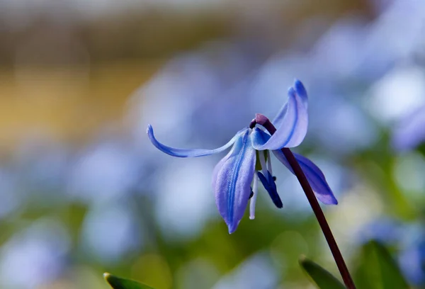 Close Beautiful Scilla Flower Blooming Garden Springtime — Stock Photo, Image