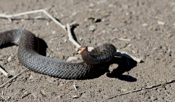 Viper Snake Has Raised Its Head Feels Threatened Photographer — Stock Photo, Image