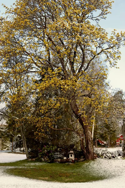 Ett Snötäckt Lönnträd Blommar Våren Morgon — Stockfoto