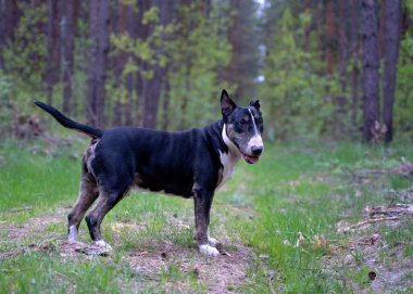 Köpek ormanda duruyor.