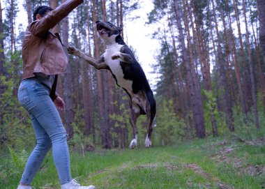 Köpek ormanda bir kızla oynuyor.