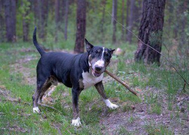 Bullterrier ormanda sopayla yürüyor.
