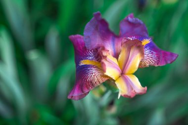 Bahçede renkli bahar çiçekleri, güzel bir arka plan.