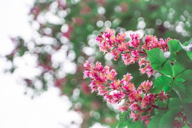 Bahçede renkli bahar çiçekleri, güzel bir arka plan.
