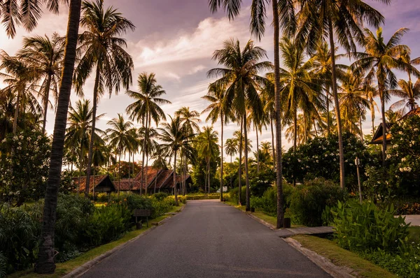 Road Path along with Palm Tree with Twilight background