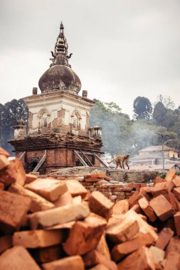 Bir maymun bir çok chaityas ve yükselen duman Pashupatinath Tapınağı'nda yanan cenaze pyers üzerinden yürür. Katmandu, Nepal.
