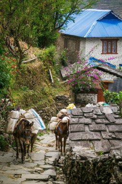 Nepal, Şubat 2017: Bir işaret, Birethanthi, Ghorepani giden yolu gösterir Annapurna devre başlangıcı trek Annapurna bölgesinde, Nepal.
