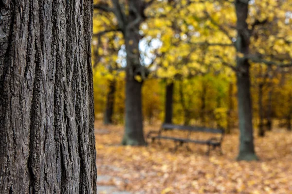 Casca de árvore e banco de parque no outono . — Fotografia de Stock