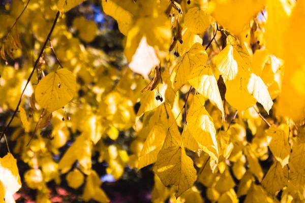 Sonbahar sarı parlak tarafı yaktı sunilght bir dalda yaprak — Stok fotoğraf