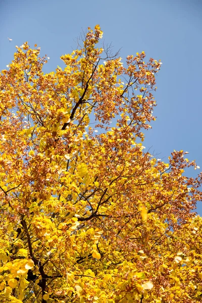 Folhas amarelas brilhantemente coloridas em uma árvore com um céu azul backgr — Fotografia de Stock