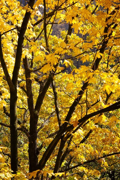 Hojas de color amarillo brillante en un árbol con ramas oscuras . —  Fotos de Stock