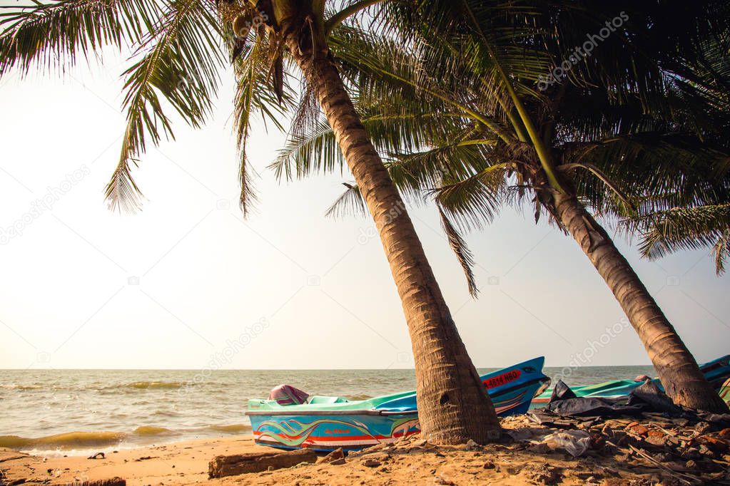 Blue speedboats under palm treas on a sandy beach in Negombo, Sr