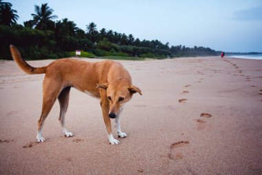 İnsan köpeklere bile içinde çekip insanlarla Sri Lanka bir plajda 