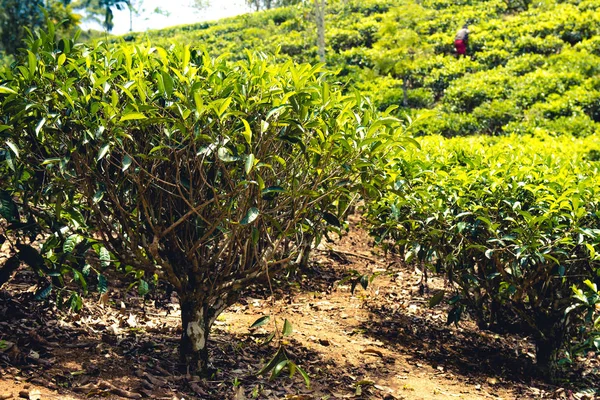 Theeplantages in de hooglanden rond Ella en Nuwara Eliya, S — Stockfoto