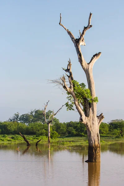 Drowned trees in the reservoir at Udawalawe national park, Sri L — Stock Photo, Image