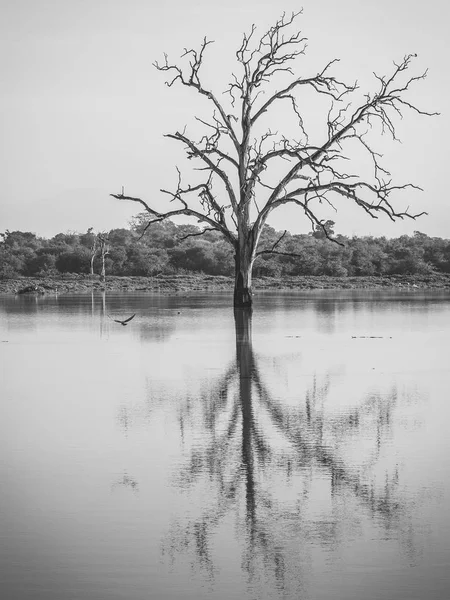 Drunknade träd i reservoaren på Udawalawe nationalpark, Sri L — Stockfoto