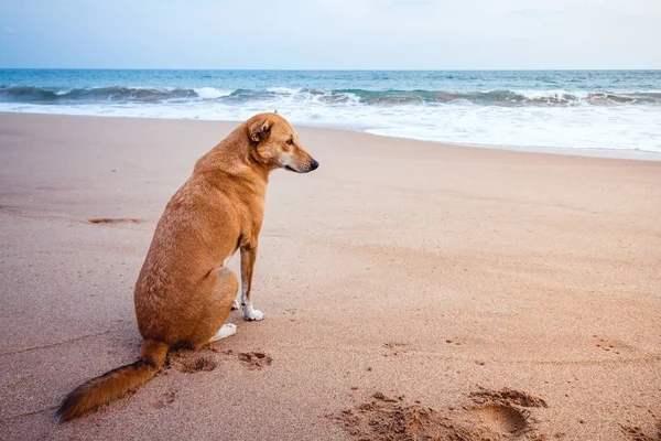 Um cão vadio em uma praia olhando para o oceano em Sri Lank Fotos De Bancos De Imagens