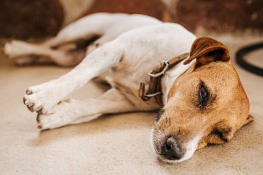 Kahverengi ve beyaz ve Jack Russell Terrier evcil köpeği yerde gözleri kapalı uyuyor.