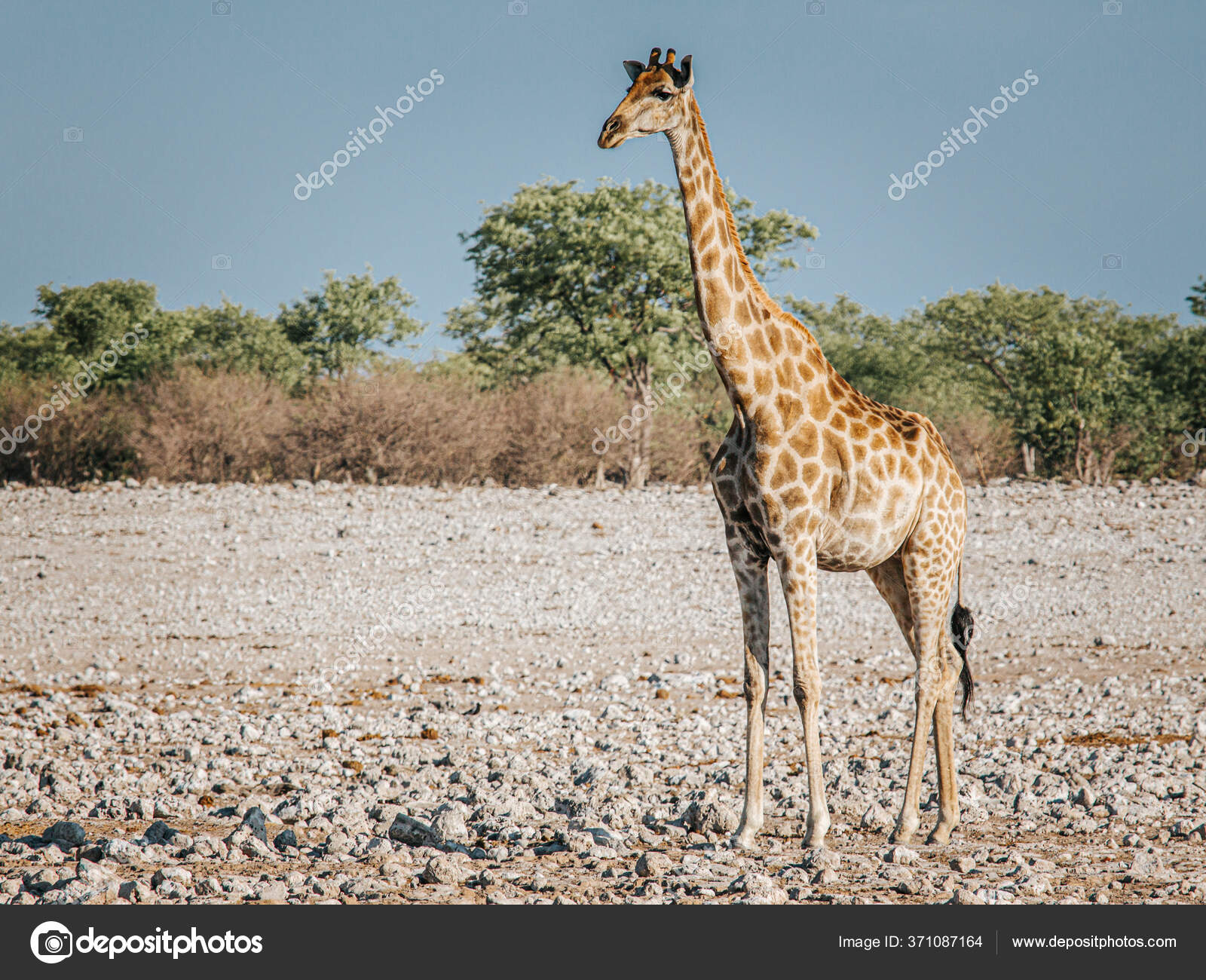 ポートフォリオ Ramon Portelli Gmail Com ストック写真 イラストとベクターアート Depositphotos ポートフォリオ Ramon Portelli Gmail Com ストック写真 イラストとベクターアート Depositphotos