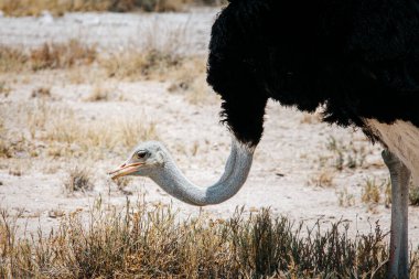 Devekuşu (Struth io camelus), kuru çimenlerin üzerinde duran erkek, Etosha Ulusal Parkı, Namibya