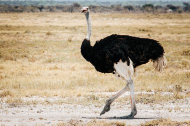 Devekuşu (Struth io camelus), kuru çimenlerin üzerinde duran erkek, Etosha Ulusal Parkı, Namibya