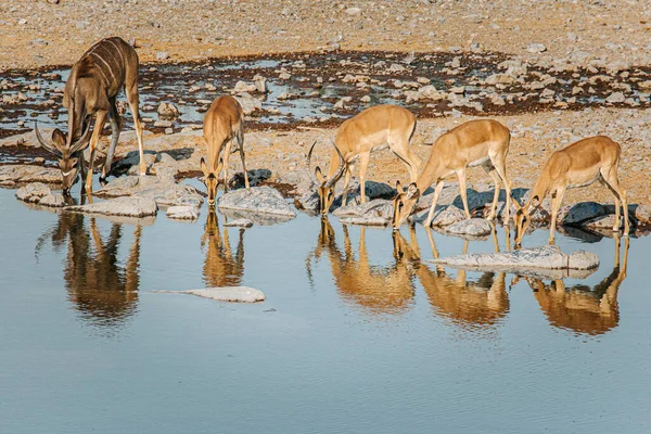 四个弹簧和一个Kudu排在一起喝着哈拉里水坑里的水 Etosha国家公园 纳米比亚 — 图库照片