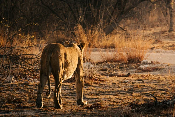 Leeuwin Loopt Weg Naar Zonsondergang Bosjes Van Etosha National Park — Stockfoto