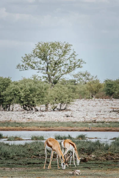 纳米比亚埃托沙国家公园一个水坑旁边的鲜草上有两片斯普林博克草 — 图库照片