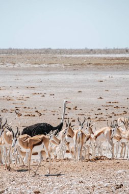 Tek devekuşu, Etosha Ulusal Parkı, Namibya 'daki Springbok sürüsünden geliyor..