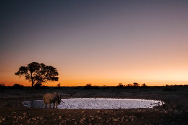 Günbatımında Okaukuejo 'daki su birikintisinde yalnız bir fil içiyor, Okaukuejo Dinlenme Kampı, Etosha Ulusal Parkı, Namibya, Afrika