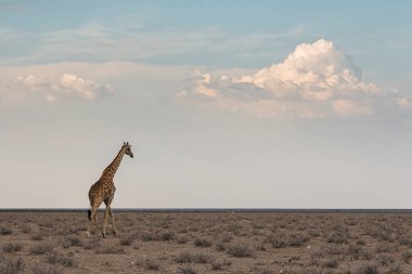 Vahşi yaşam, zürafa akşam ışığında bozkırda yürüyor. Etosha Milli Parkı, Namibya, Afrika Safari
