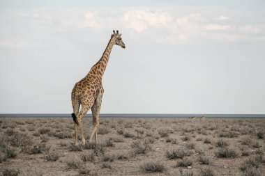 Vahşi yaşam, zürafa akşam ışığında bozkırda yürüyor. Etosha Milli Parkı, Namibya, Afrika Safari