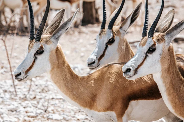 Retrato Primer Plano Springbok Plena Luz Del Día Antidorcas Marsupialis — Foto de Stock