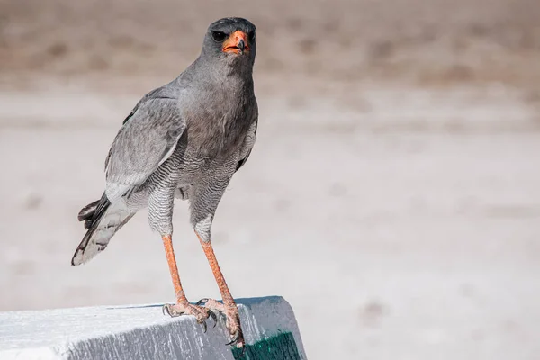 Pale Chanting Goshawk Стоїть Бетонному Болоті Під Час Полудня Сонця — стокове фото