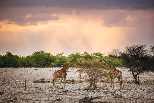 Dos Jirafas Pastan Las Hojas Superiores Árbol Parque Nacional Etosha —  Fotos de Stock