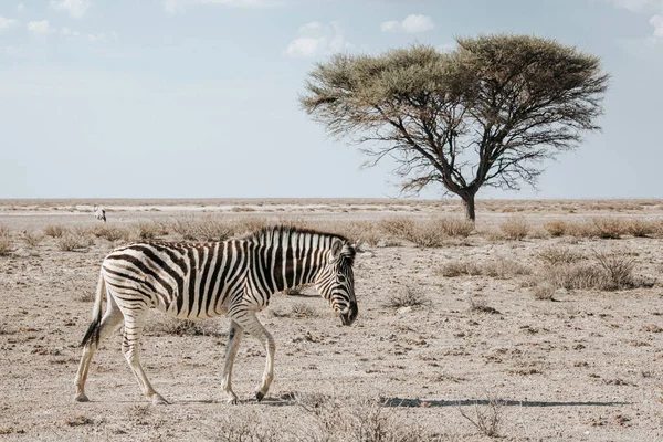 Lone Burchell Zebrası Equus Quagga Burchellii Arka Planda Bir Acacia — Stok fotoğraf