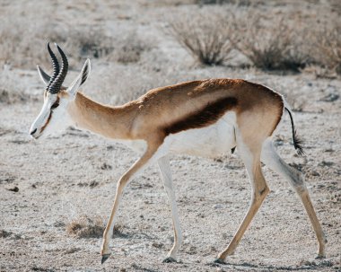Springbok Antidorcas Marsupialis kavrulmuş taşlı zeminde yürüyor. Fotoğraf: Etosha Milli Parkı, Namibya