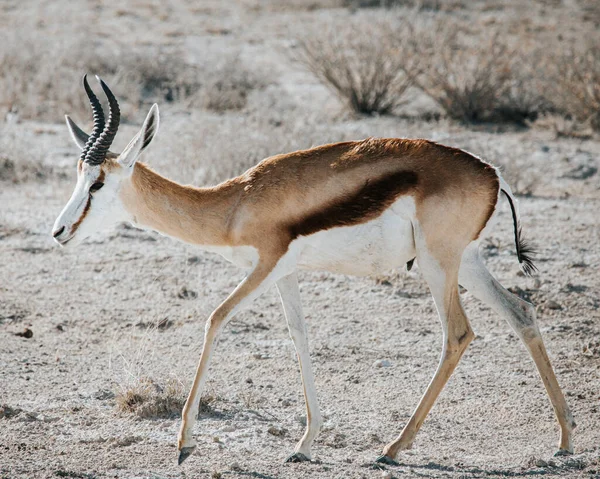 Springbok Antidorcas Marsupialis Caminando Sobre Suelo Pedregoso Reseco Fotografiado Parque —  Fotos de Stock