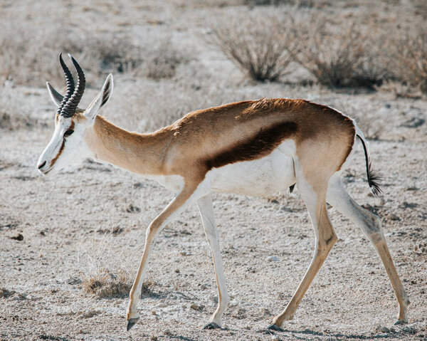 Springbok Antidorcas marsupialis ходит по засохшей каменистой земле. Фотография сделана в Национальном парке Этоша, Намибия
