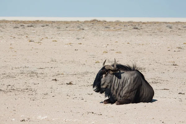 Blue Wildebeest Connochaetes Taurinus Lies Rest Midday Sun Etosha National — Stock Photo, Image