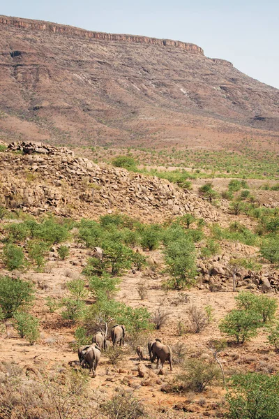 Herde Wüstenhafter Elefanten Damaraland Namibia — Stockfoto