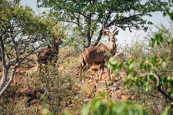 Large Male Kudu Wild Kunene Region Namibia Africa — Stock Photo, Image