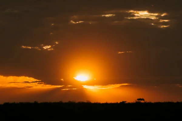 Вдалеке Солнечные Лучи Сияют Одиноком Дереве Акации Плато Грутберг Намибия — стоковое фото