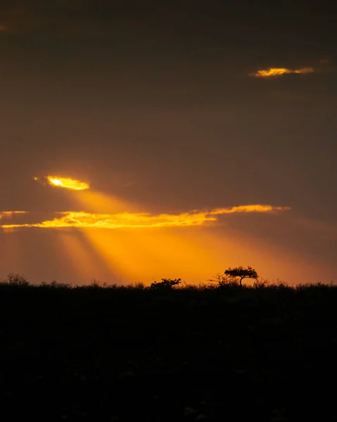 Zonnestralen Schijnen Neer Een Eenzame Acaciaboom Verte Plateau Van Grootberg — Stockfoto