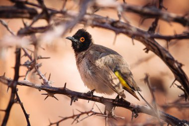 Afrika kırmızı gözlü bulbul (Pycnonotus nigricans) - Twyfelfontein, Namibia, Africa