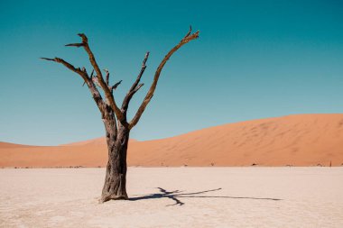 Ölü Vlei Sossusvlei Ulusal Parkı - Namib-Naukluft Ulusal Parkı, Namibya, Afrika