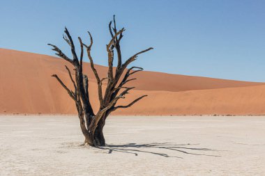 Ölü Vlei Sossusvlei Ulusal Parkı - Namib-Naukluft Ulusal Parkı, Namibya, Afrika