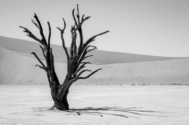 Dead Vlei in Sossusvlei National Park - Namib-Naukluft National Park, Namibia, Africa. black and white. clipart