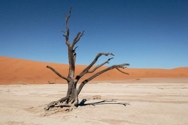 Ölü Vlei Sossusvlei Ulusal Parkı - Namib-Naukluft Ulusal Parkı, Namibya, Afrika