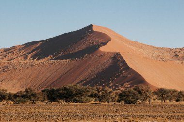 Namib-Naukluft Ulusal Parkı 'ndaki Namib Çölü' nde dağlık kum tepeleri ve deve dikenli akasya ağaçları.